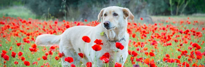 I migliori nome  per cani